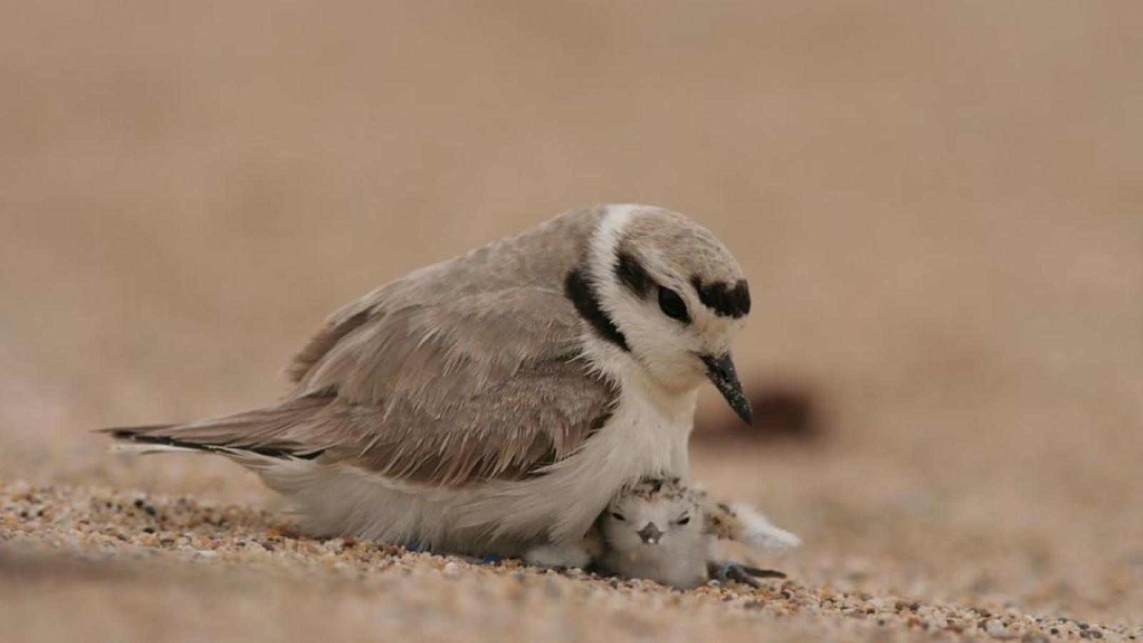 Snowy Plover | Midpeninsula Regional Open Space District